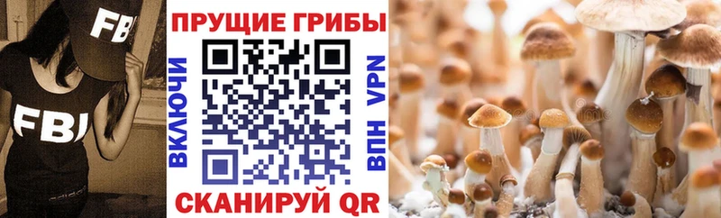 Псилоцибиновые грибы мицелий  купить   Уяр 